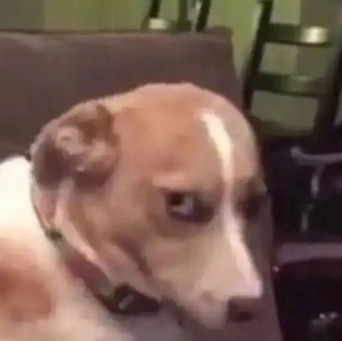  关于狂犬病你要知道的事儿