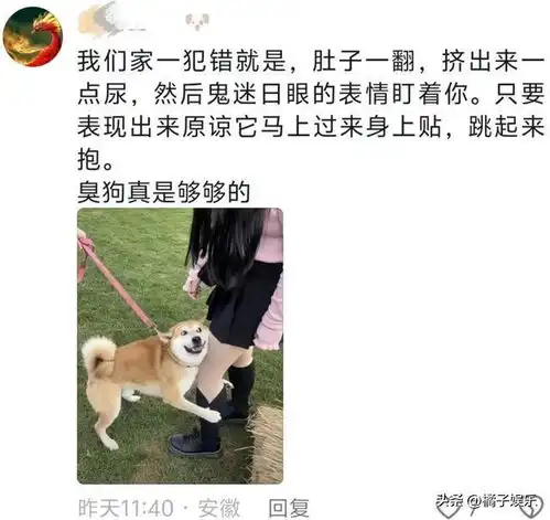 全国狗狗犯错后的统一表情,对比简直不要太明显,心虚全写在脸上