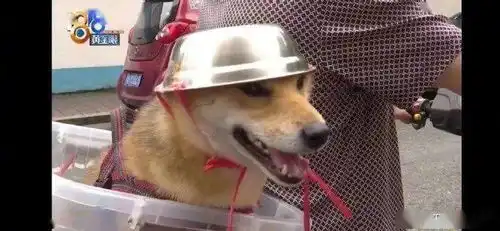  这个头盔太敷衍狗子了