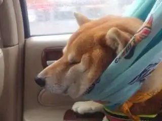 实用的柴犬饲养技巧为您分享