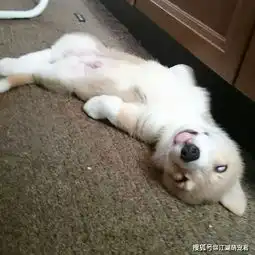  有尾巴柯基也超可爱,明明能靠颜值吃饭,却因为狰狞表情包走红