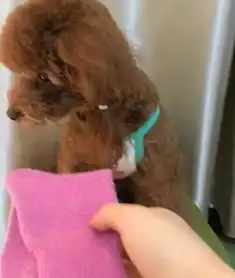 女子把脱下来的袜子给泰迪闻,泰迪闻了一下,接下来的表情亮了