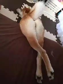  猛一看还以为这只狗狗在做瑜珈,但看到真相后我喷笑了