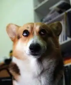 狗狗犯错表情合集,哈士奇你又赢了
