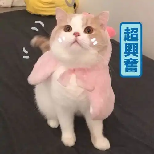  表情包可以用你的冰凉的小手摸摸我滚烫的大脸吗