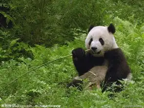  国家一级保护动物搜狗百科