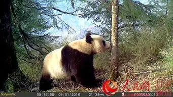  白水江保护区珍稀动物频现