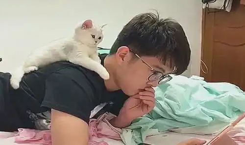  银渐层趴在主人肩膀上看视频,还会做出惊吓的表情,萌化网友的心