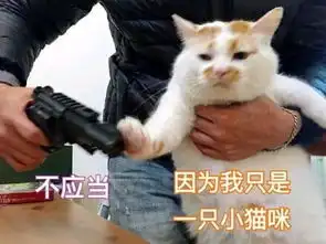  那些年我们用过的猫咪表情包,快看看你有没有收藏过