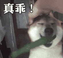  孕期出轨吃软饭,上一秒嘴硬下一秒滑轨,这不太体面啊