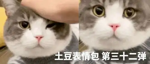  网红猫咪土豆表情包第三十三弹
