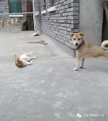  猫咪碰瓷小狗,一秒倒地演技爆表,狗狗一脸无辜的表情