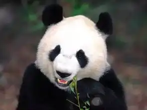  长隆熊猫三胞胎开生日趴啦488蚊双人游,包车包门票带你参加全球动物运动会