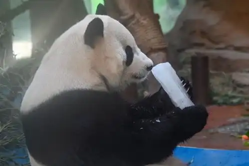  成都动物园大熊猫吃冰抵御高温天气