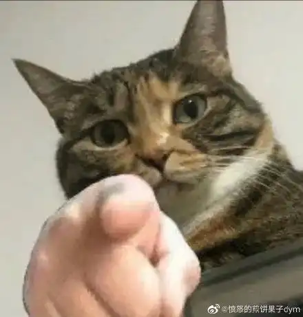  猫猫的死亡角度自拍大赛