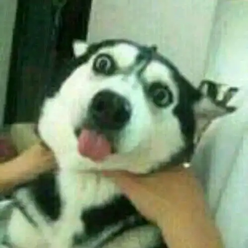  被戴绿帽子是怎样一种体验