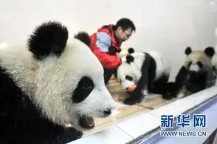 熊猫狗图片表情包摆地摊
