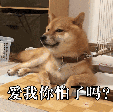 柴犬挨打表情包鼻祖