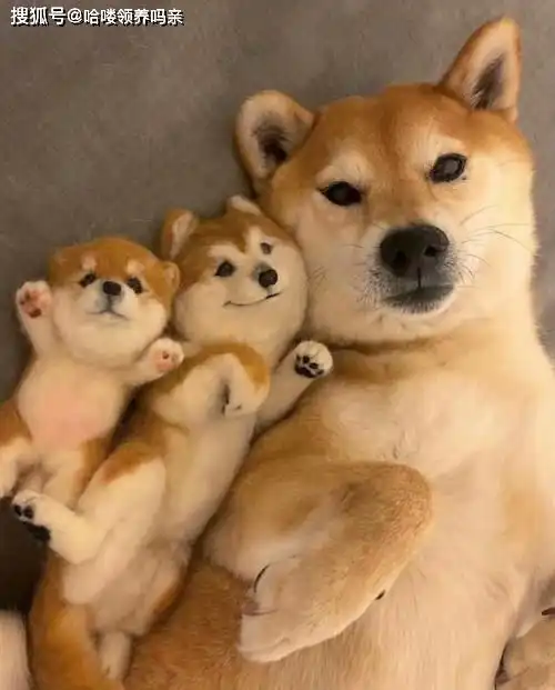 柴犬挨打表情包打招呼