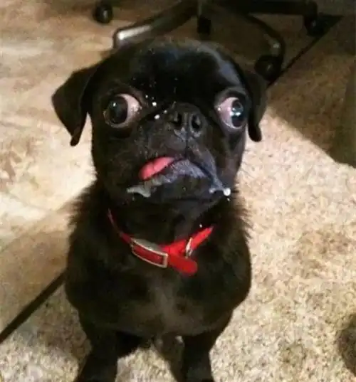 打狗狗表情包吐舌头