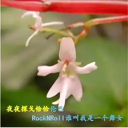  珍稀花朵还是小品演员明明可以靠血统,却开成了表情包