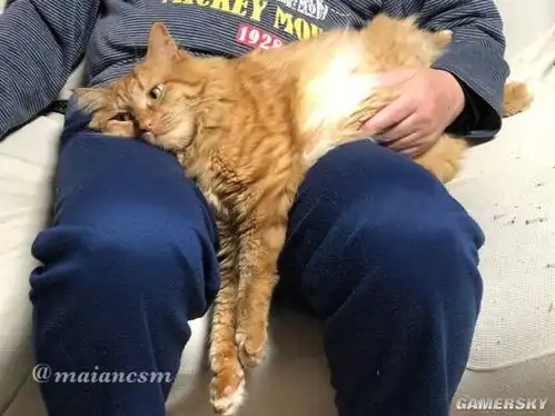  今日快乐源泉猫咪的奇妙洁癖二哈智商碾压