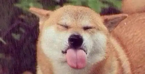  学会这个简单的方法帮自己的爱宠延长寿命