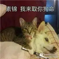  三生三世十里桃花素锦表情包搜狐