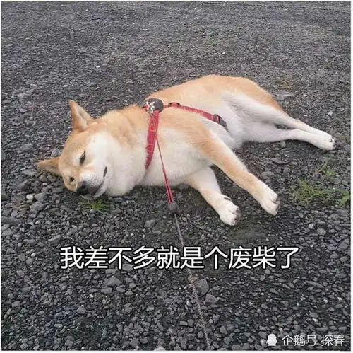  直男都用些什么表情包