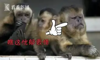  视频网上火了的人脸猴子上海动物园也有