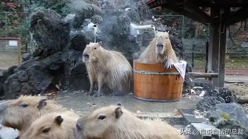  水豚情绪稳定,为什么它有治愈心灵的魔力