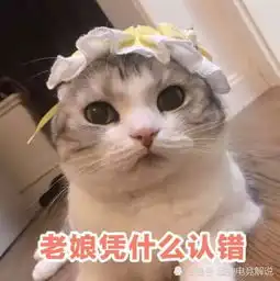  超火猫咪表情包你怎么还不来找我,我难过的快要发芽了