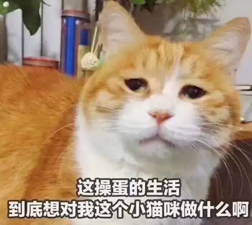 猫咪吓出双下巴表情包握