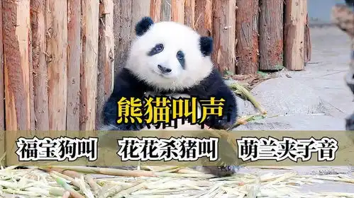  福宝狗叫,花花杀猪叫,萌兰夹子音,熊猫有20余种叫声你知道吗