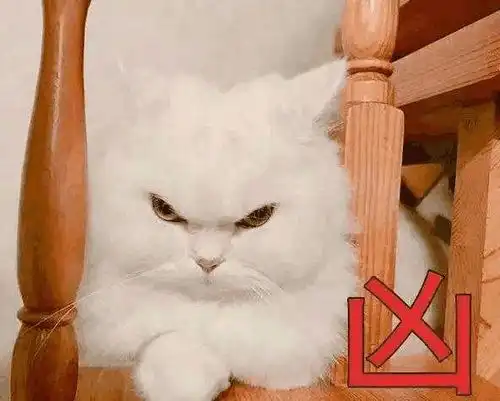  三分钟教你学会给猫咪洗澡的正确姿势