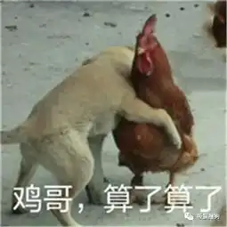  噗呲,养三只哈士奇是什么样的体验