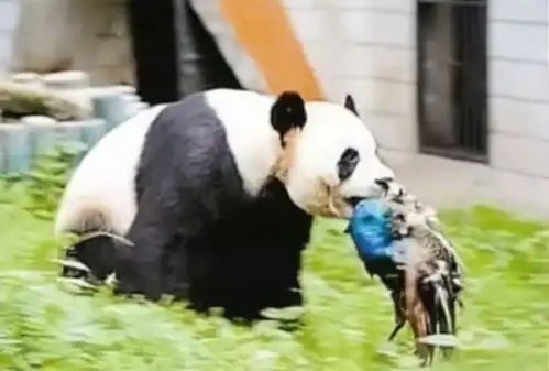 同为保护动物孔雀被熊猫咬死国宝我不管,反正没我级别高