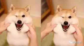 柴犬挨打表情包肌肉