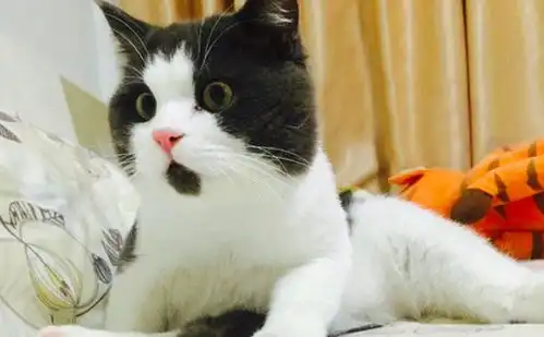  世界最红的几只猫,用过它们表情包吗