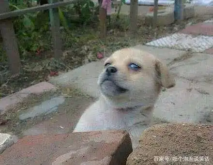  最新精选搞笑段子