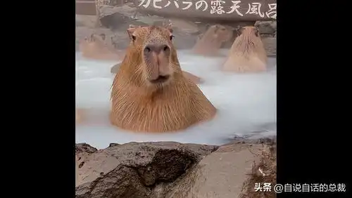  水豚情绪稳定,为什么它有治愈心灵的魔力