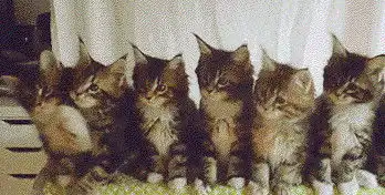 猫表情包gif素材摇头