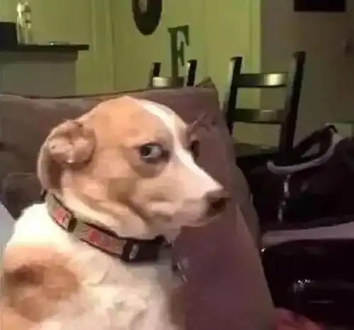 打狗狗表情包犯错