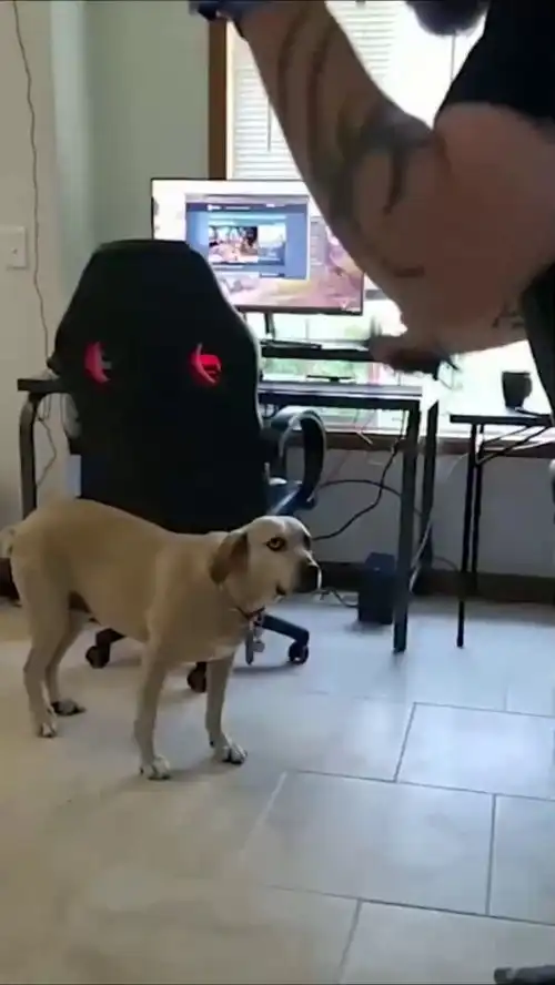  主人在玩虚拟现实的游戏,狗狗的表情亮了
