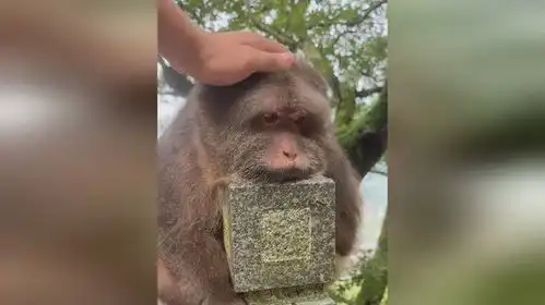  网友拍下山中一野生猴子表情忧郁静静被rua,可可爱爱