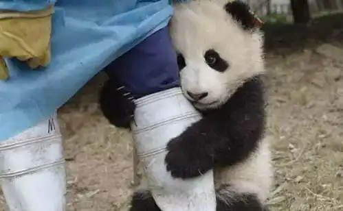 人脸熊猫表情包嘴里