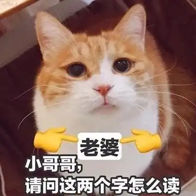  撩对象表情包猫咪版本做我的女人,保证你做梦都笑醒