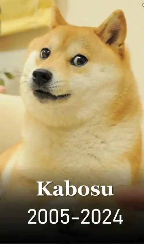  外媒doge表情包原型柴犬去世