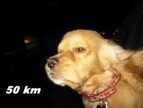 打狗狗表情包汪星人