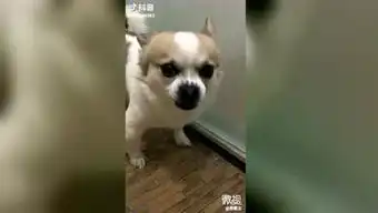  深山里的娃的个人频道
